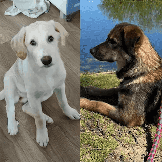 Привет из дома от двух сестричек Панды и Лили из приюта Щербинка