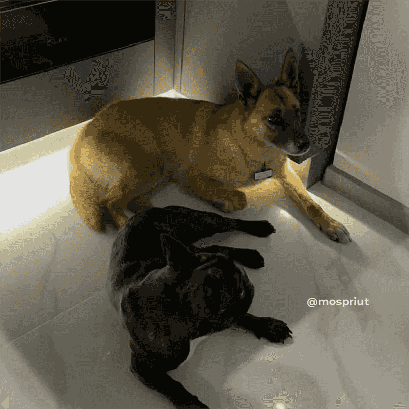 Рыжая девочка Лили стала домашней