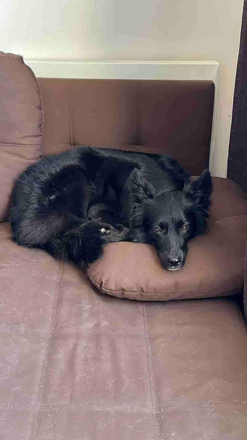 Люси вернули в приют 😞 Теперь она снова ищет дом