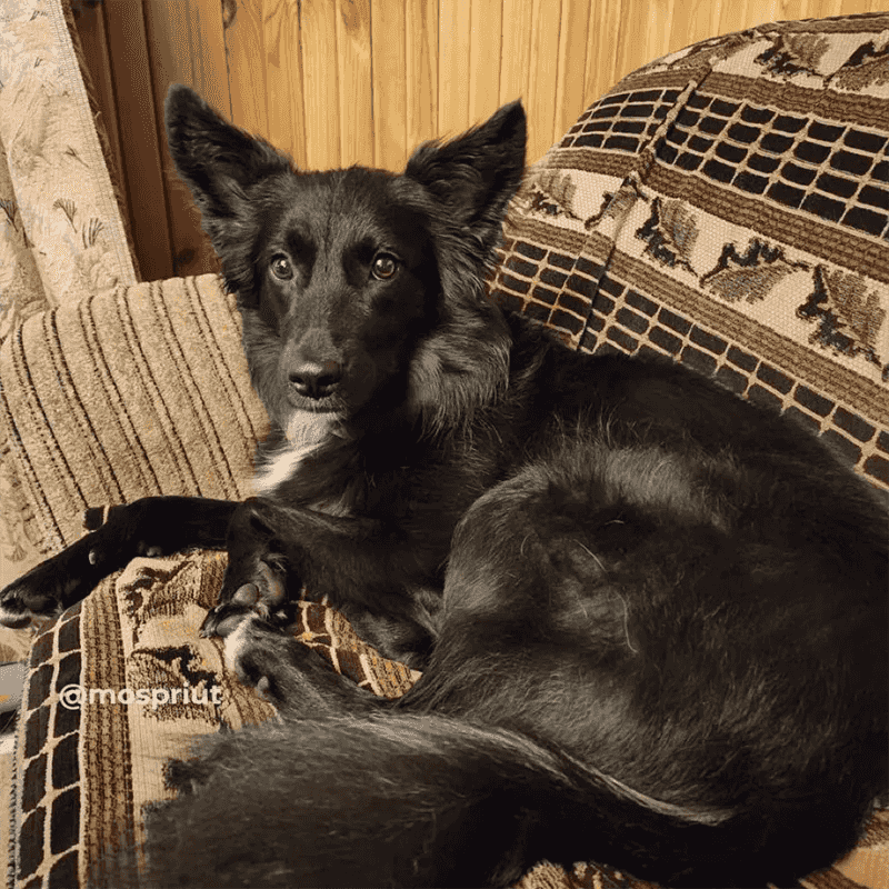 Бывшедомашняя девочка Лесси ищет дом 🙌