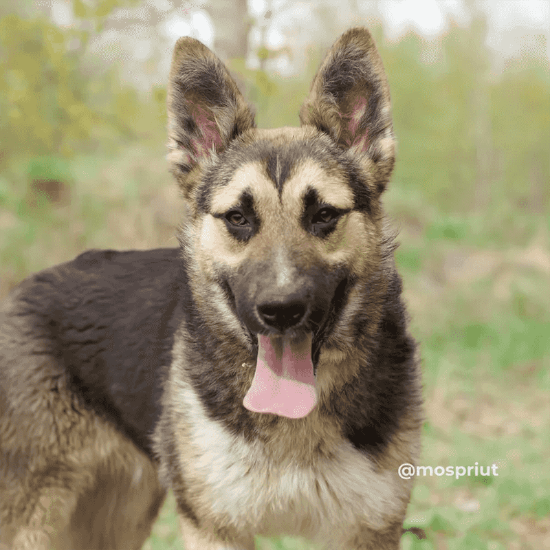 Овчарочка Тоффи с красивыми стрелочками ищет дом