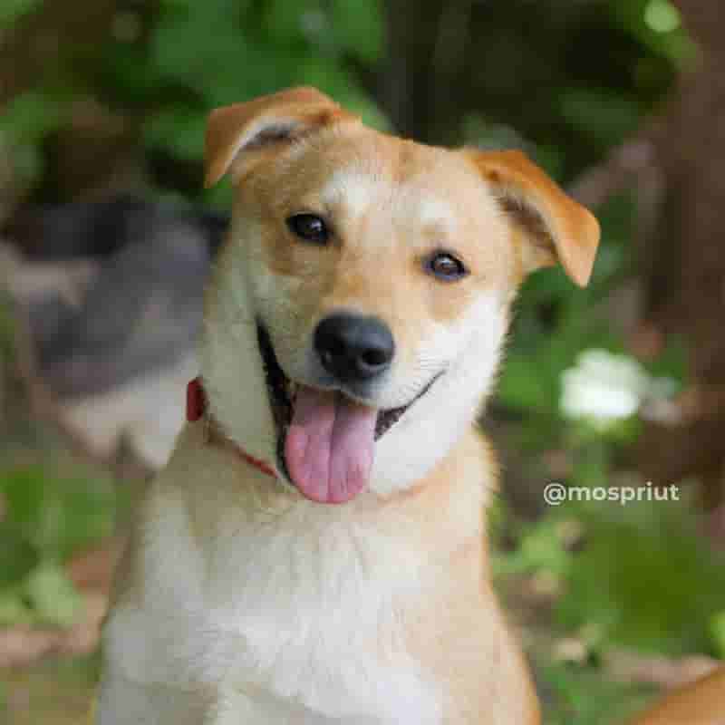 Знакомим вас с солнечным мальчиком Лёвой из приюта Щербинка в последний день лета 🌞