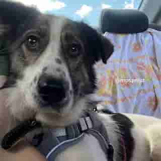 Коротколапик Банни из приюта Щербинка стал домашним