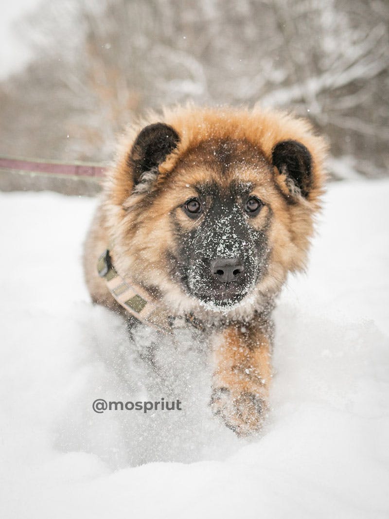 Приют для бездомных животных в Москве и Московской области | Взять собаку или кошку из приюта - mospriut