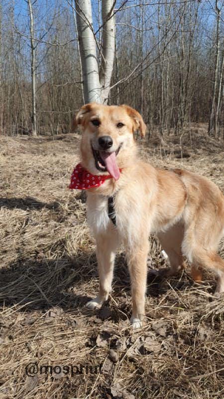 собака Лися из приюта Щербинка для бездомных животных, Москва и Московская область