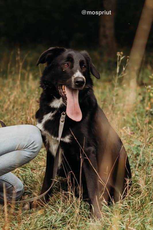 собака Найт из приюта Щербинка для бездомных животных, Москва и Московская область