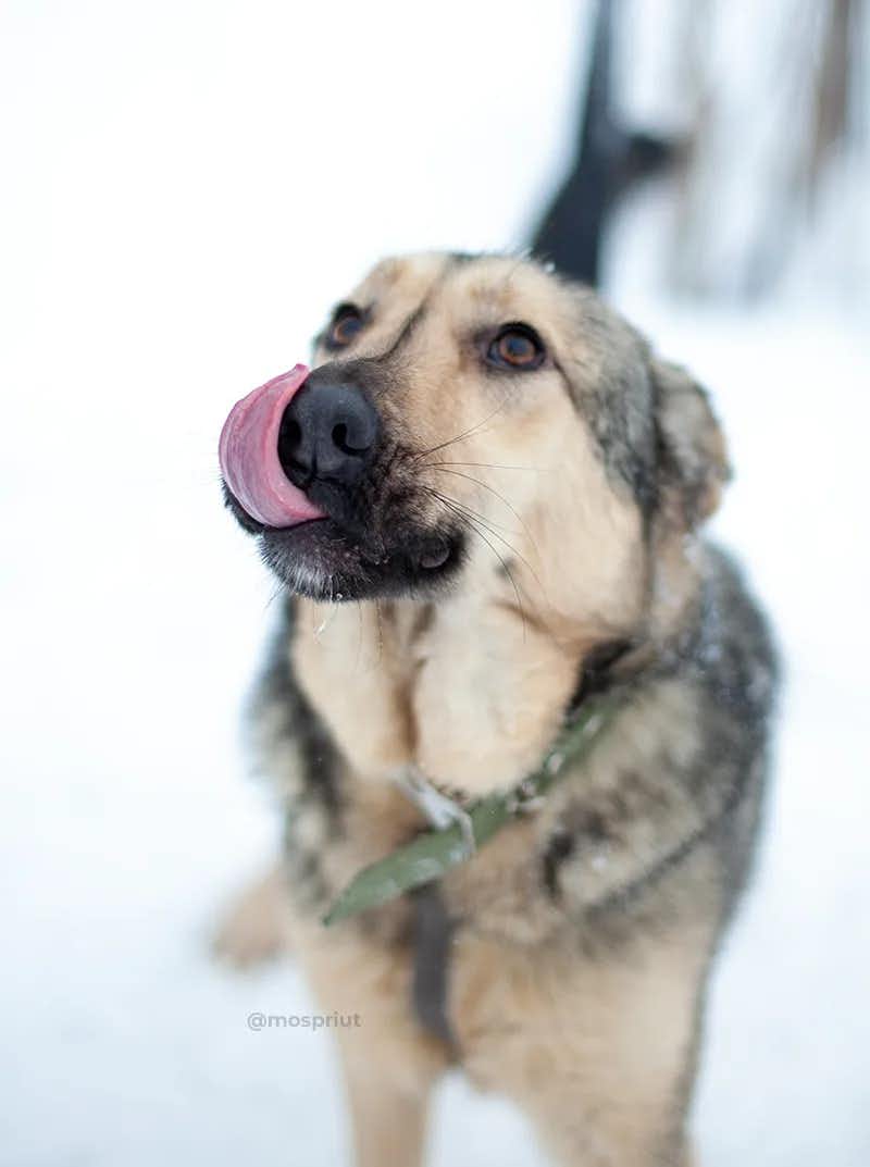 собака Кнопа  из приюта  для бездомных животных (собаки и кошки), Москва и Московская область