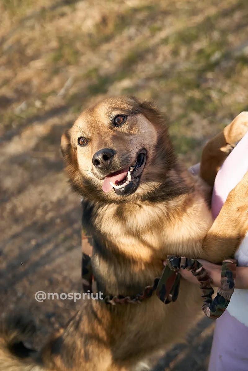 собака Джулия  из приюта  для бездомных животных (собаки и кошки), Москва и Московская область