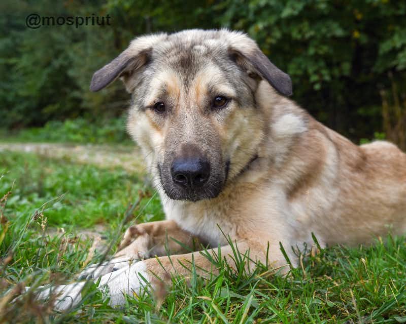 собака Буч  из приюта  для бездомных животных (собаки и кошки), Москва и Московская область