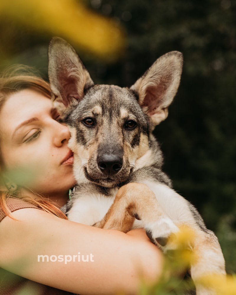Приют для бездомных животных в Москве и Московской области | Взять собаку или кошку из приюта - mospriut