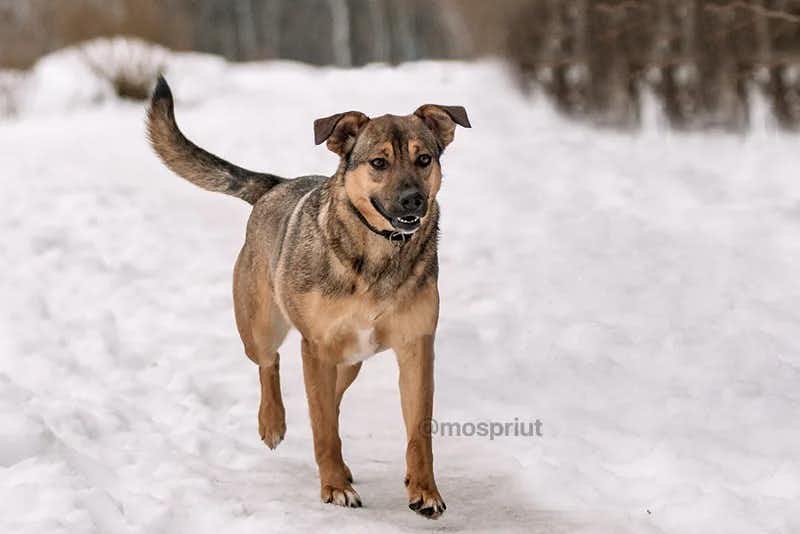 собака Кира  из приюта  для бездомных животных (собаки и кошки), Москва и Московская область