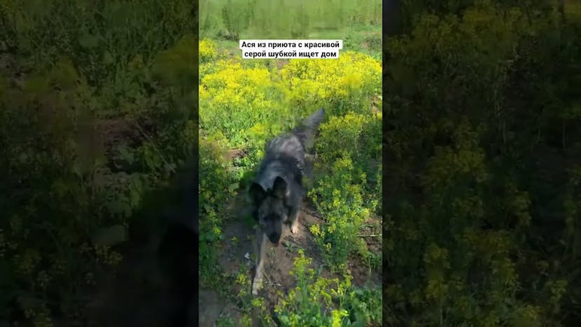Видео «Ася из приюта Щербинка любит побегать по лесу и отлично смотрится в желтых цветочках #shorts»