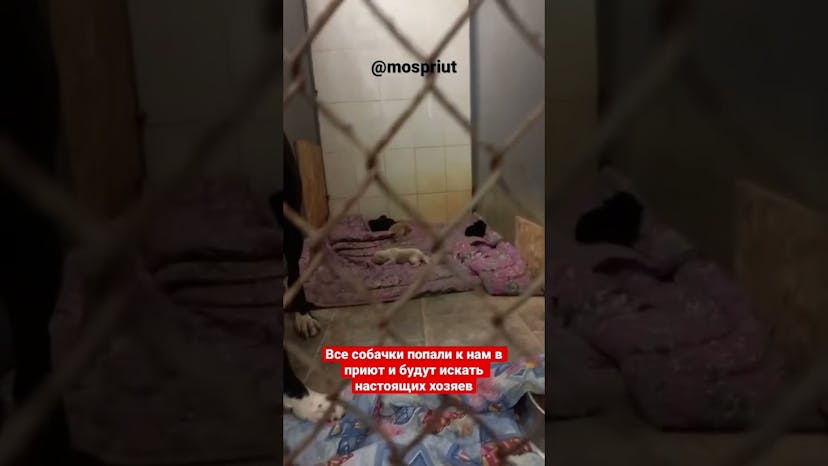 Видео «В Южном Бутово собак закрыли в брошенных машинах в морозы. Теперь они проживают в приюте Щербинка»