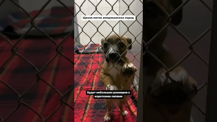 Видео «В приют Щербинка принесли маленького щенка, метиса американских пород. Ищем срочно дом! #shorts»