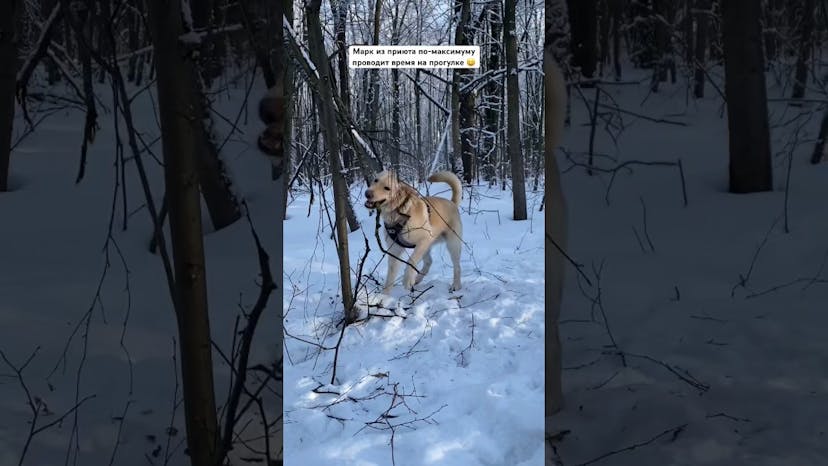 Видео «СМОТРЕТЬ ДО КОНЦА!!! Пёс Марк (почти лабрадор) из приюта Щербинка на прогулке играет с деревьями»
