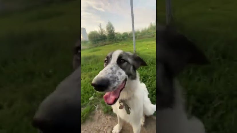Видео «Пёс Сириус из приюта Щербинка нереально вайбует #shorts #mospriut»