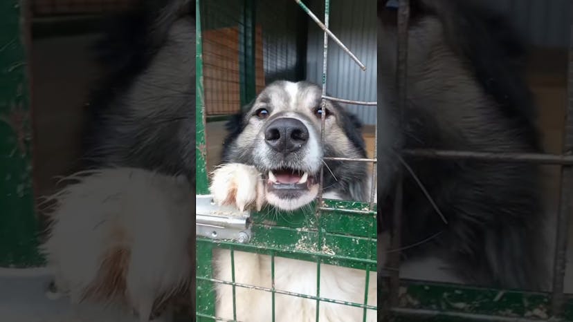 Видео «Крис с обворожительной, мягкой и пушистой шерстью ждёт хозяев в приюте для собак Щербинка (Москва)»