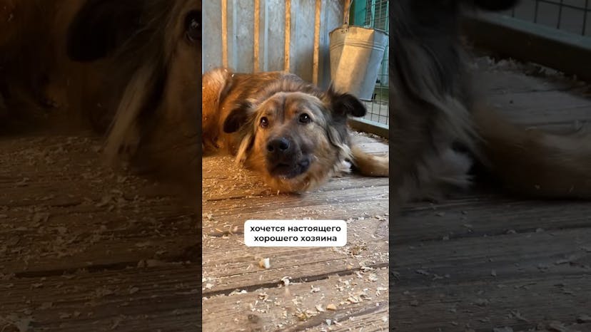 Видео «Лютик из приюта Щербинка рассказывает о своих ужасных 2 годах жизни в приюте 😞 #собакаизприюта»