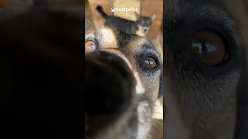 Видео «Вольерные тусовки собак из приюта Щербинка 😹 #приютщербинка #приютдлясобак #смешныеживотные»