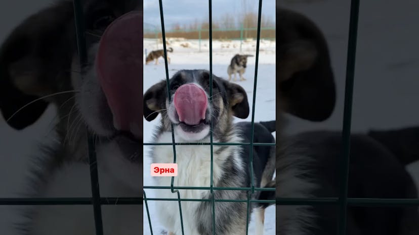 Видео «Собаки приюта Щербинка, не нашедшие свой дом в 2022 году  #собакаизприюта #мосприют #приютщербинка»