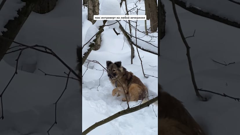 Видео «Лютик из приюта для собак Щербинка на прогулке не отвлекается на веселье, а занимается делами»