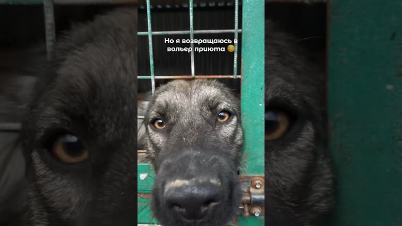 Видео «Собачка Аля из приюта Щербинка, похожая на волчка очень хочет после прогулки возвращаться домой ❤️»