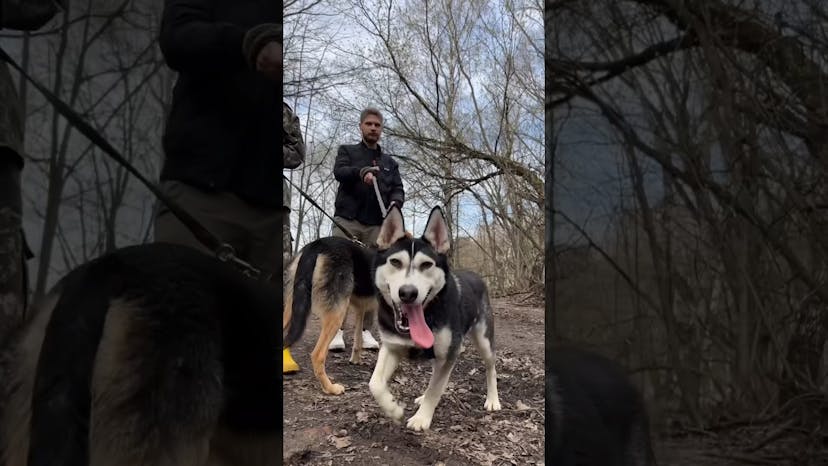 Видео «Команда из компании MIXIT посетила приют для собак Щербинка, погуляла с хвостами и привезла помощь»