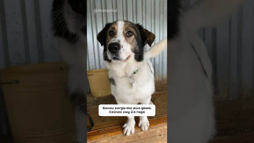 Видео «Коротколапый пёс Банни из приюта Щербинка продолжает искать дом уже больше года 😥 #мосприют»