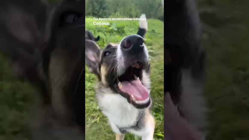 Видео «Собачка Эрна из приюта Щербинка мило кривляется на камеру #приютщербинка #мосприют #собакаизприюта»