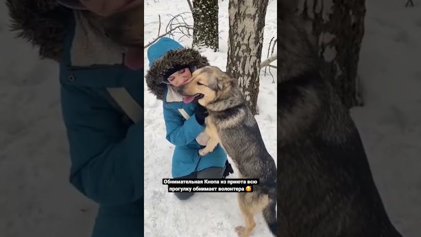 Видео «Обнимательная Кнопа из приюта Щербинка не может перестать обниматься с человеком во время прогулки»