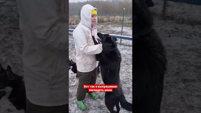 Видео «Черная красавица Хельга из приюта Щербинка - молодая, ласковая и активная собака, мечтающая о доме»