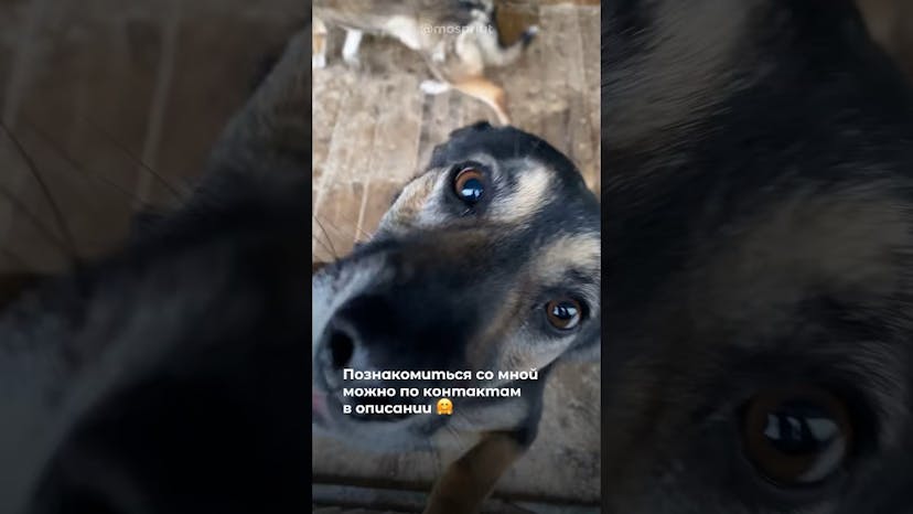 Видео «Небольшая собачка Ви-ви больше года живёт в приюте Щербинка и хочет снова стать домашней и любимой»