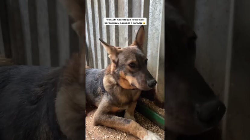 Видео «Новые собаки, попадающие в приют Щербинка реагируют на волонтеров по-разному #shorts»