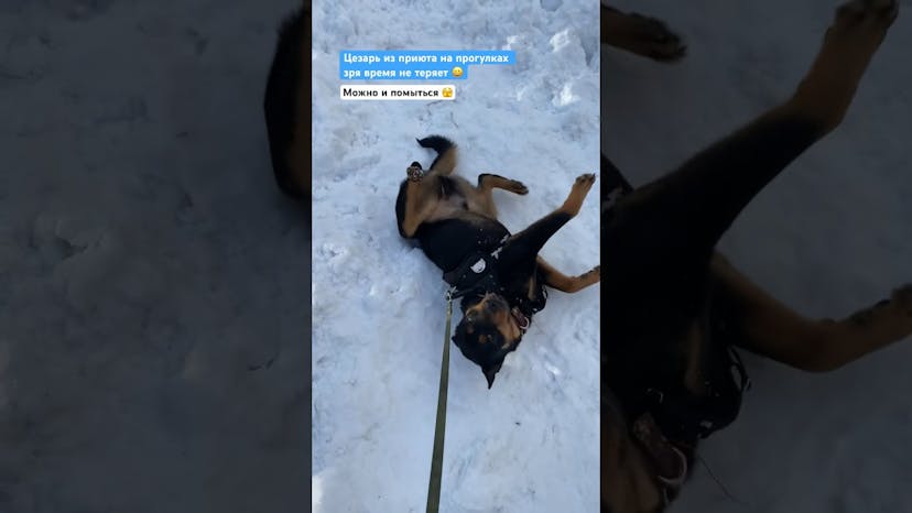 Видео «Цезарь из приюта Щербинка купается в снегу во время прогулки #собакаизприюта #смешныеживотные #прибт»