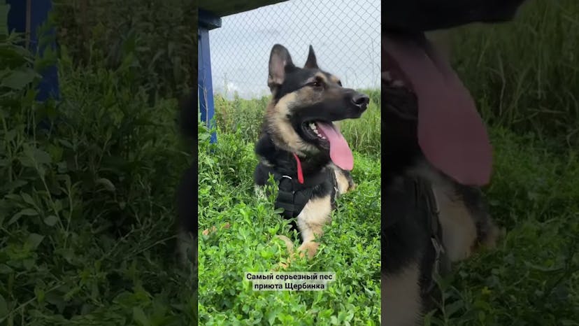 Видео «Фаби - самый серьезный и грозный пес из приюта Щербинка #reels»
