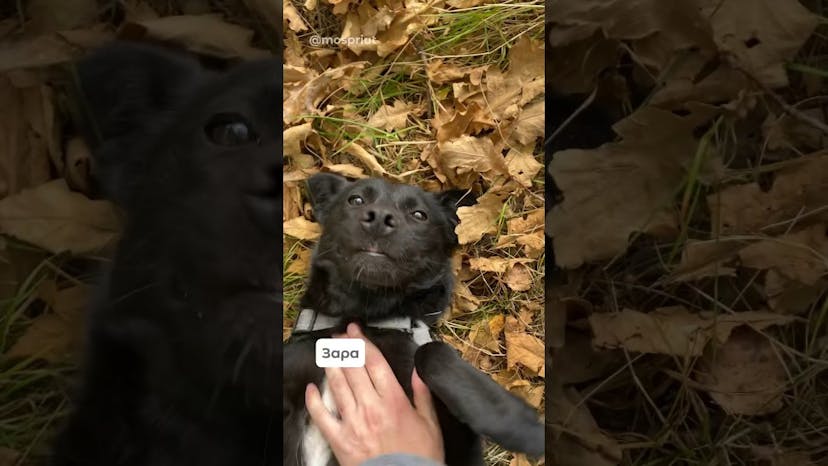 Видео «Собачки из приюта Щербинка веселятся для вас ❤️ Смотрите это видео до конца »
