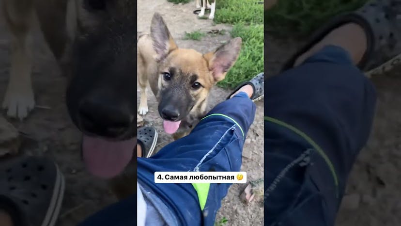 Видео «Возьмите собаку из приюта Щербинка, она станет для вас самой преданной, милой и лучшей #shorts»