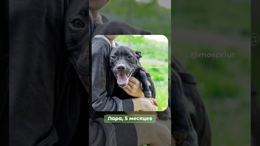 Видео «Миниатюрная черненькая красавица собачка Лара из приюта Щербинка в поисках лучшего хозяина #мосприют»