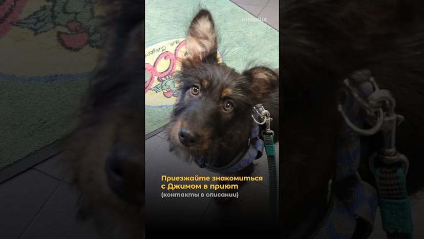 Видео «Бородатый щенок Джим совсем недавно поселился в вольере приюта Щербинка (Москва) и активно ищет дом»