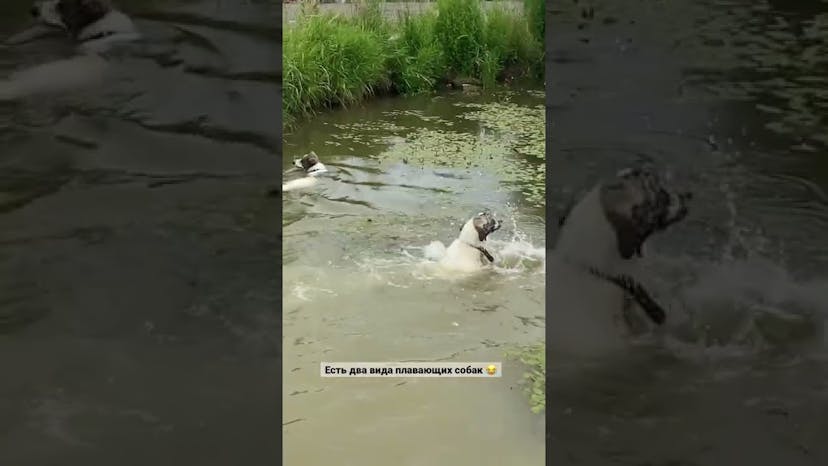 Видео «Собаки из приюта Щербинка очень сильно отличаются техникой плавания 😂 #shorts #mospriut»