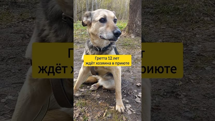 Видео «Нежная собачка Гретта всю свою жизнь (12 лет) ждёт хозяина в приюте для собак Щербинка (Москва)»