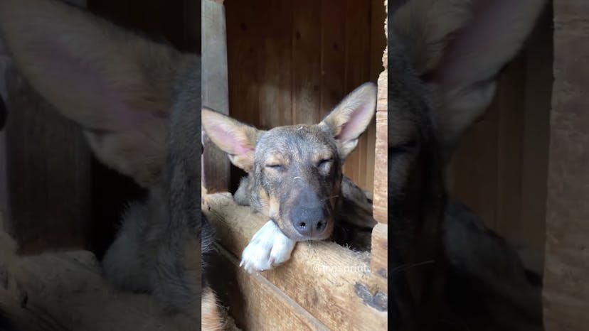 Видео «Пёс Вольт и собачка Мира из приюта Щербинка завалились спать сразу после прогулки #shorts #mospriut»