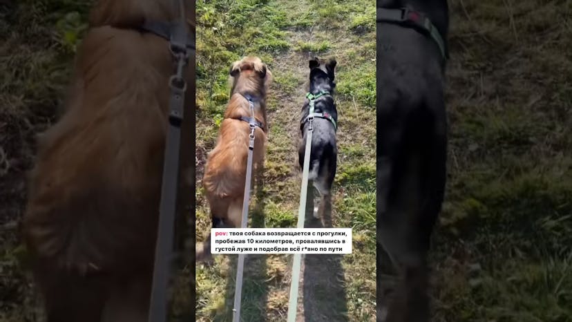 Видео «Реальность прогулки с активной и любознательной собакой #мосприют #приютщербинка #собакаизприюта»