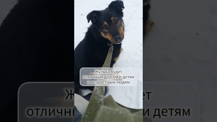 Видео «Жуля - милая дама, проживающая в приюте для собак Щербинка Ждёт своих хозяев уже почти год #мосприют»