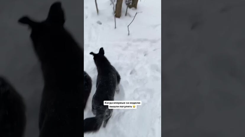 Видео «Маленькая Зара из приюта Щербинка очень радуется прогулке и очень весело бегает по снежному лесу»