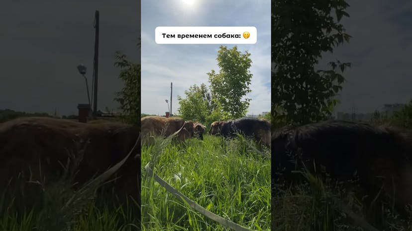 Видео «Снимаем красивое видео в траве с Лютиком из приюта Щербинка #приютщербинка #жизньссобакой #мосприют»