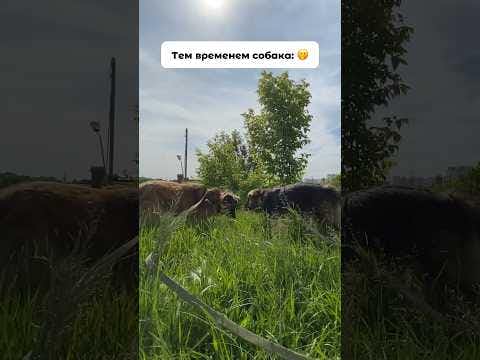 Снимаем красивое видео в траве с Лютиком из приюта Щербинка