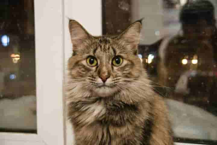 Кошечка Мэри нашла свой дом