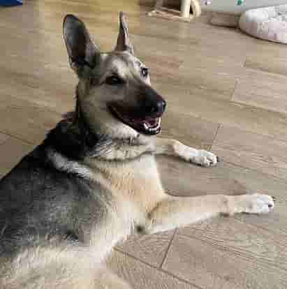 Собачка Лора уехала домой