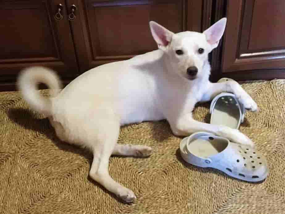 Привет из дома от белоснежной Виты из приюта Щербинка